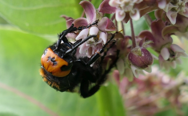 Megascolia maculata - óriás-tőrösdarázs