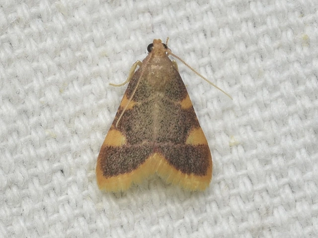 Hypsopygia costalis - szénailonca