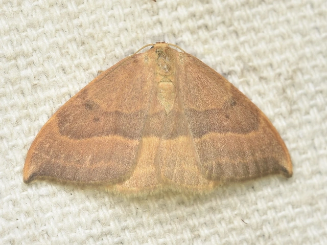Watsonalla cultraria - bükkfa-sarlósszövő