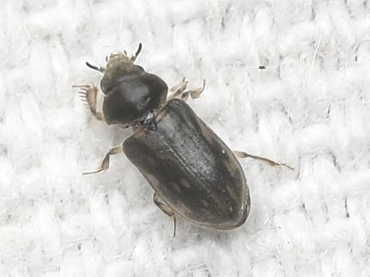 Heterocerus