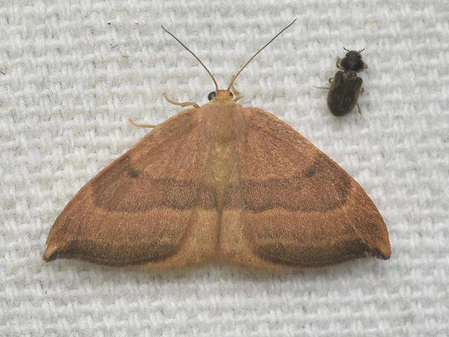 Watsonalla cultraria - bükkfa-sarlósszövő