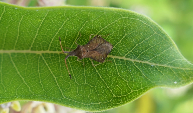 Syromastus rhombeus - vitorlás karimáspoloska