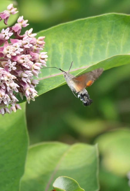 Macroglossum stellatarum - kacsafarkú szender