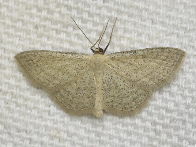 Scopula virgulata - vesszős sávosaraszoló