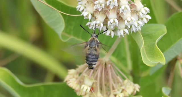Hemaris tityus - pöszörszender Hemaris tityus - pöszörszender