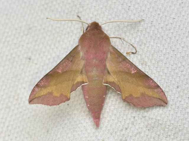 Deilephila porcellus - piros szender