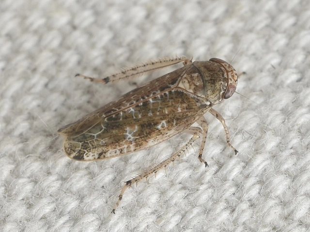 Allygidius