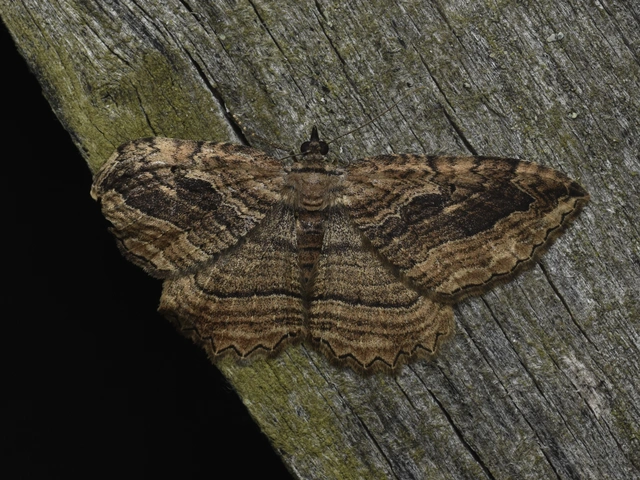 Philereme transversata - varjútövis-araszoló