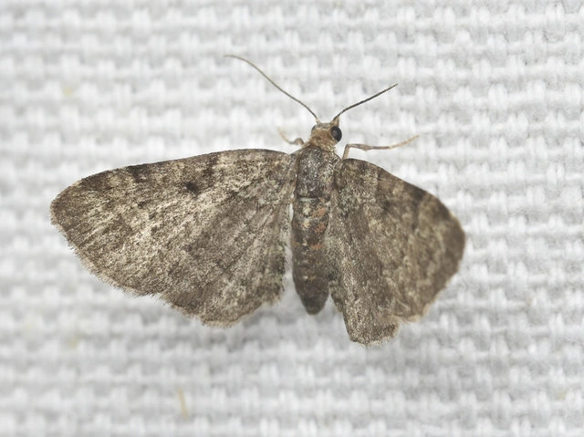 Pasiphila chloerata - hamvas törpearaszoló