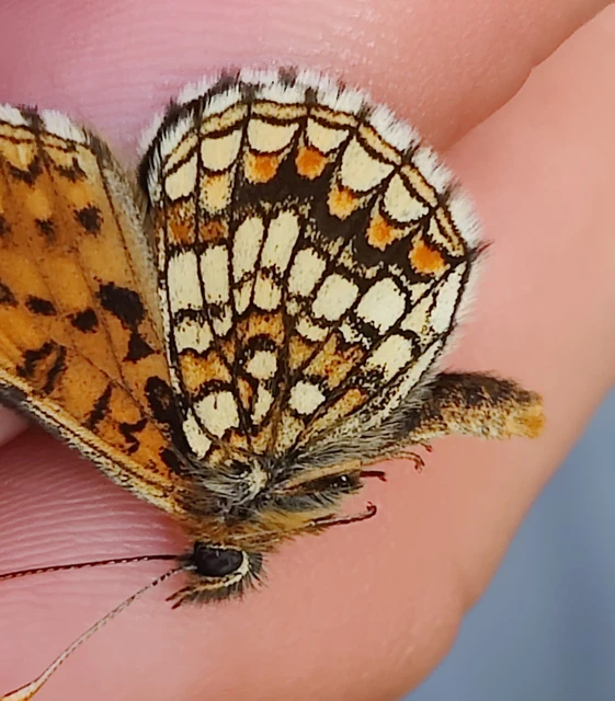 Melitaea aurelia - recés tarkalepke