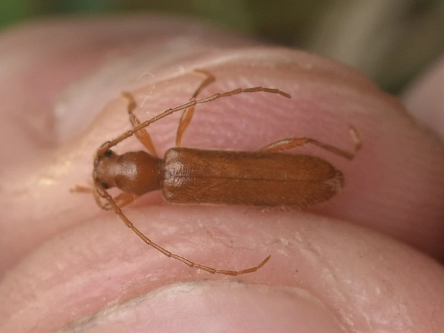 Axinopalpis gracilis - kecses selymescincér
