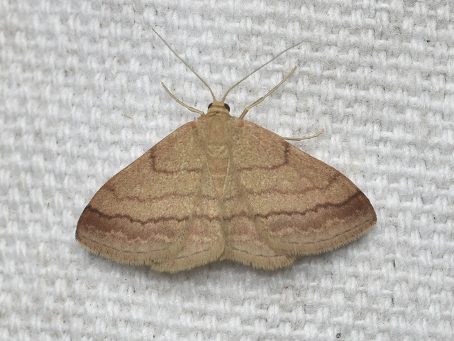 Scopula rubiginata - réti pirosaraszoló