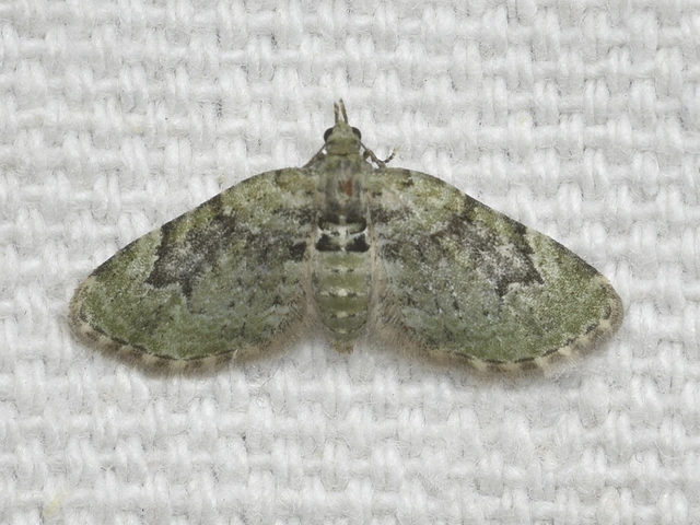 Chloroclystis v-ata - zöldes törpearaszoló