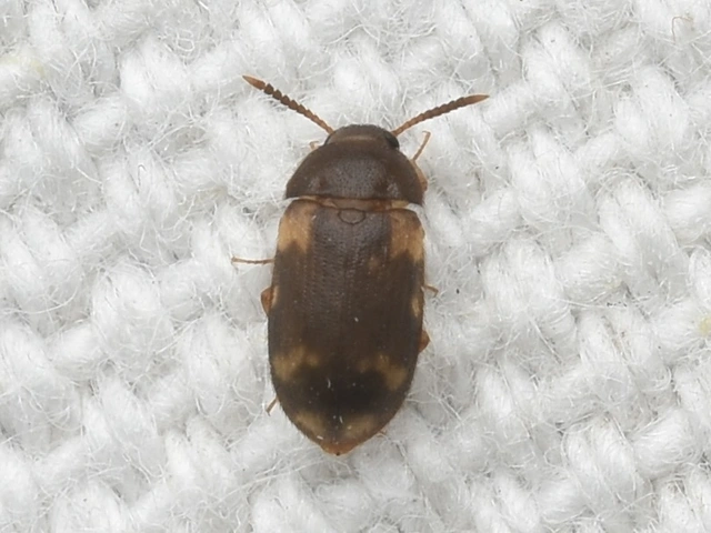Mycetophagus decempunctatus - tízpettyes gombabogár