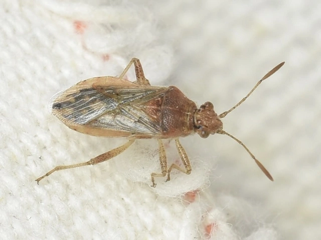 Rhopalidae - üvegpoloskák