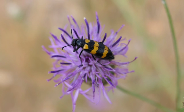 Mylabris variabilis - szalagos hólyaghúzó Mylabris variabilis - szalagos hólyaghúzó