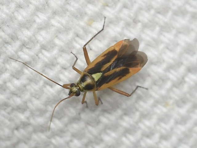 Stenotus binotatus - kétfoltos mezeipoloska