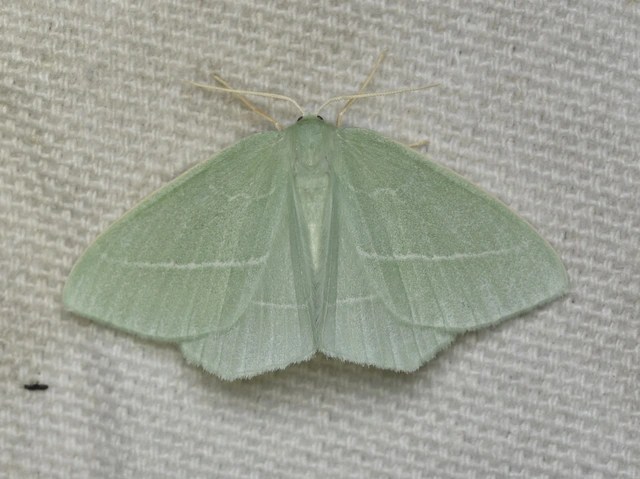 Hemistola chrysoprasaria - kékes zöldaraszoló