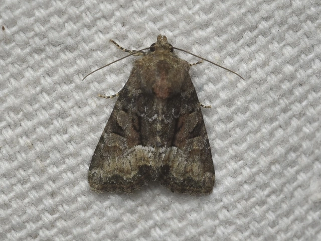 Oligia strigilis/latruncula/versicolor