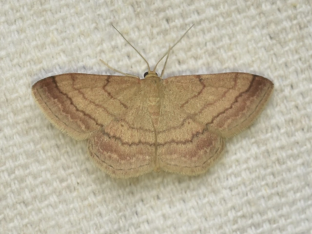 Scopula rubiginata - réti pirosaraszoló