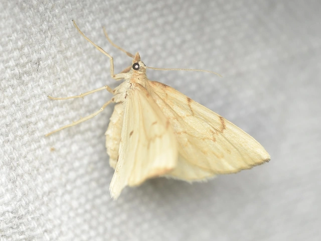 Eulithis pyraliata - sárga galajaraszoló
