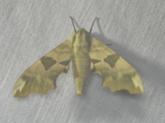 Mimas tiliae - hársfaszender