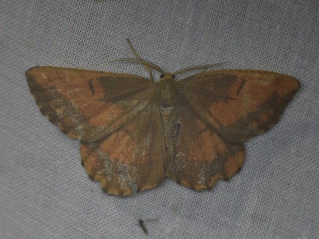 Angerona prunaria - sárga kökényaraszoló