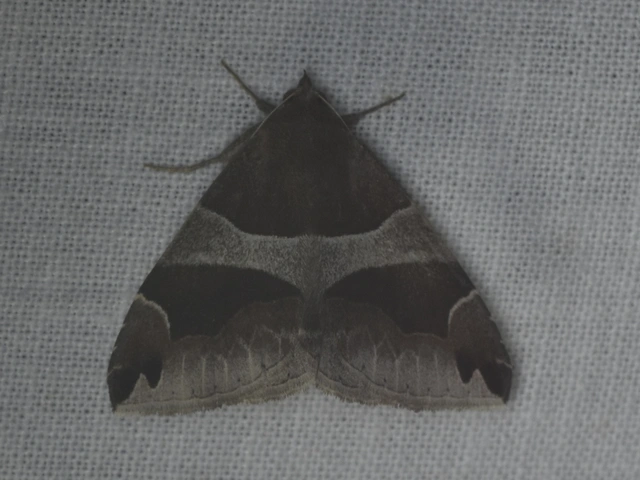 Dysgonia algira - déli porcelánbagoly