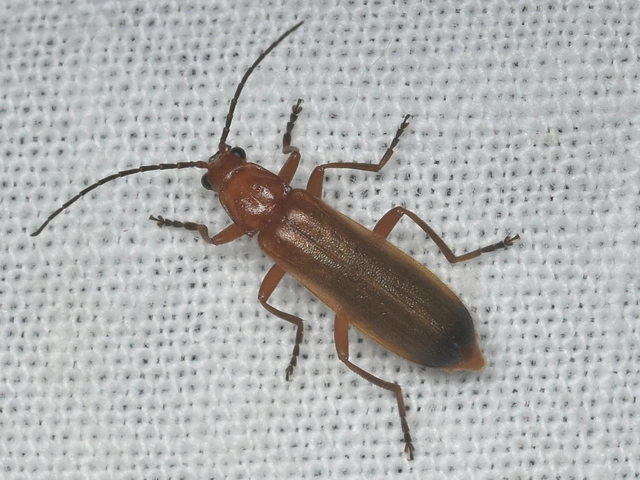 Rhagonycha fulva - feketevégű lágybogár