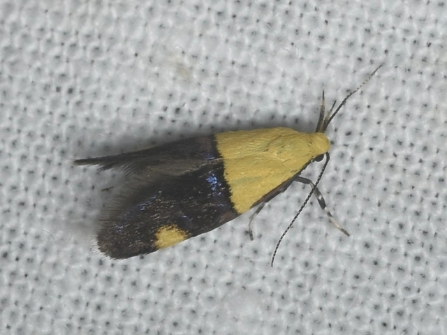 Oecophora bractella - kis díszmoly