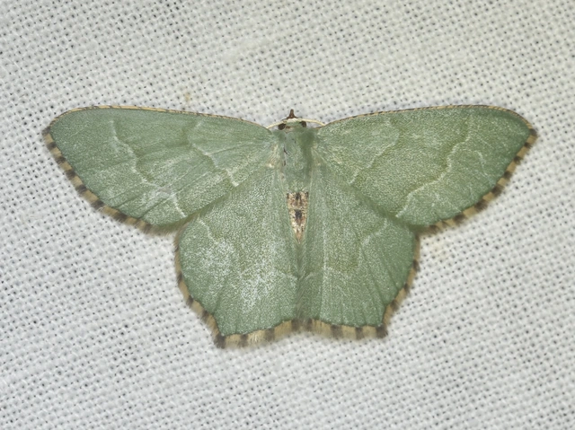 Hemithea aestivaria - nyír-zöldaraszoló