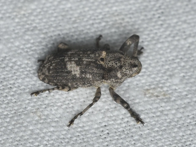 Gasterocercus depressirostris - laposorrú ormányos