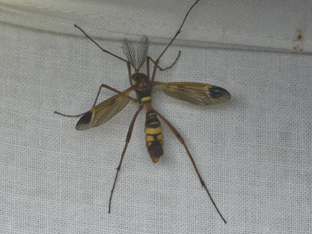 Ctenophora ornata - sárga fésűsszúnyog