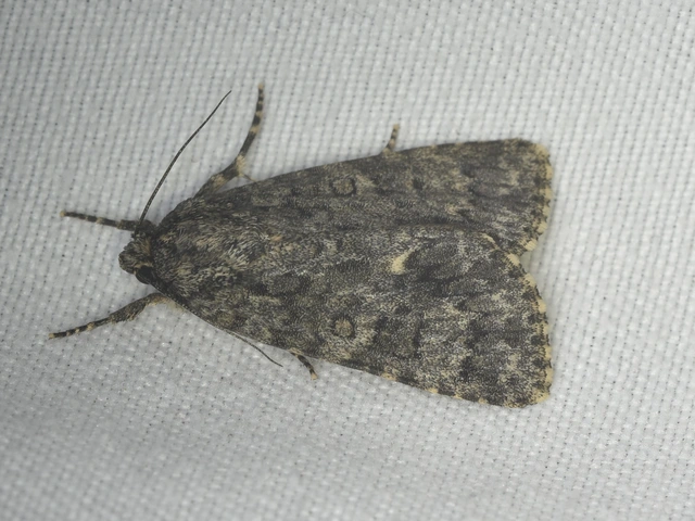 Acronicta rumicis - sóska-szigonyosbagoly