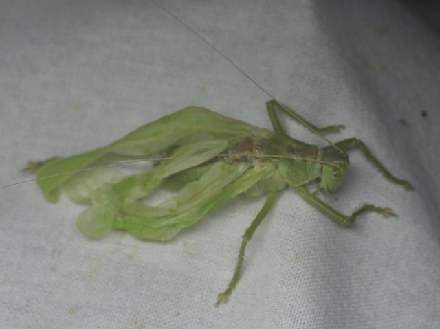 Tettigonia viridissima - zöld lombszöcske