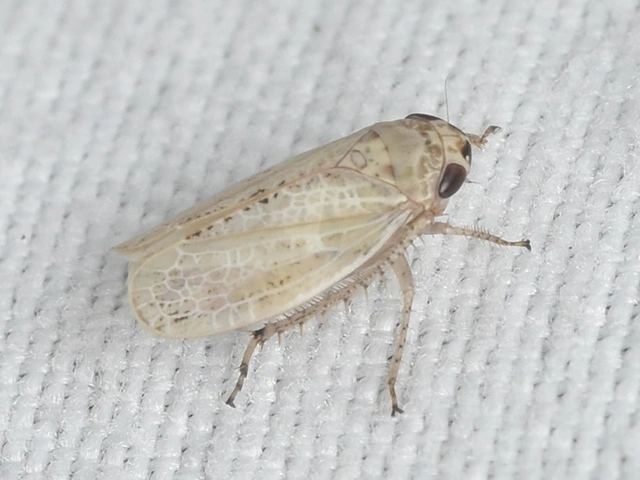 Allygidius abbreviatus