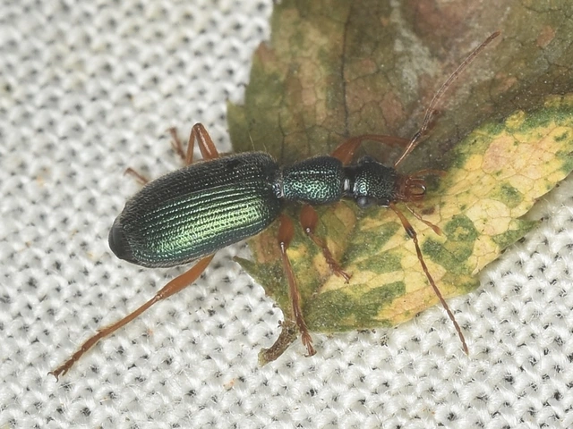 Drypta dentata - atlaszfutó