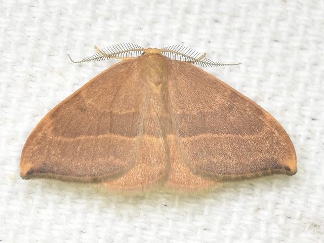 Watsonalla cultraria - bükkfa-sarlósszövő