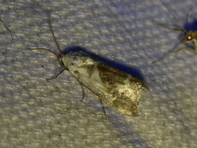 Ponometia candefacta - parlagfűbagoly