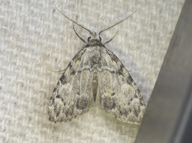 Meganola strigula - hamvas pamacsosszövő