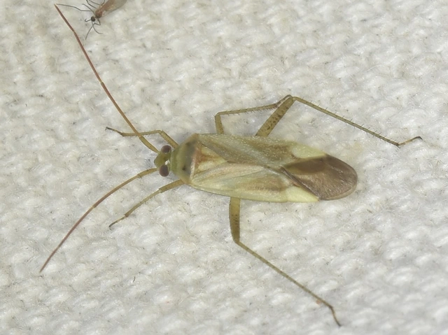 Adelphocoris lineolatus - lucernapoloska