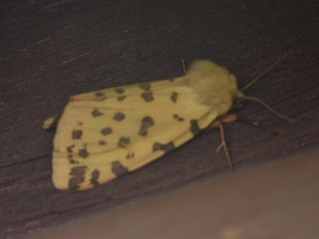 Rhyparia purpurata - bíborszínű medvelepke