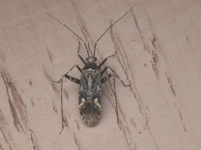 Phytocoris