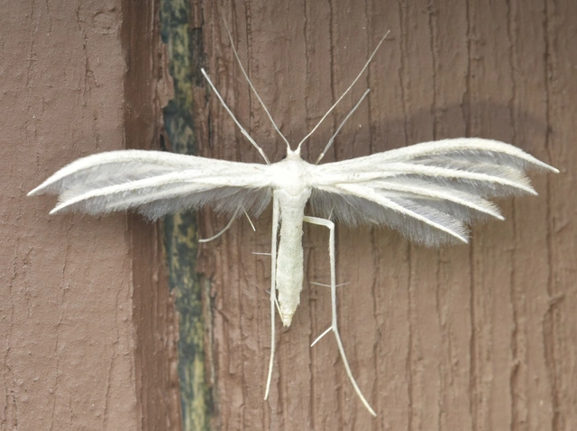 Pterophoridae - tollasmolyfélék