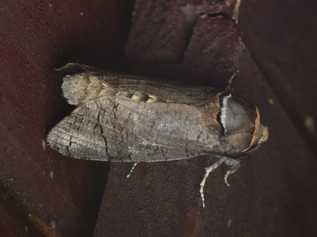 Cossus cossus - fűzfarontólepke