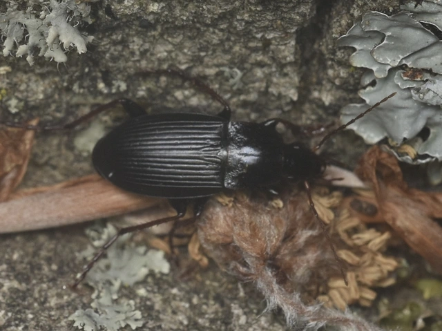 Calathus fuscipes - sokpontos tarfutó