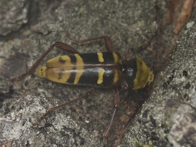 Plagionotus detritus - sárgafarú darázscincér