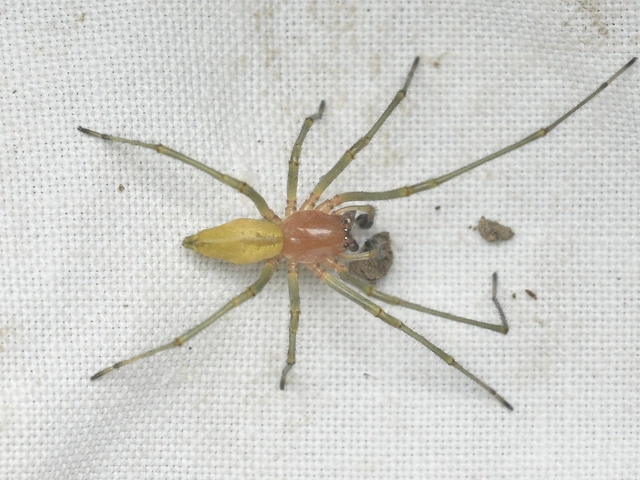 Cheiracanthium