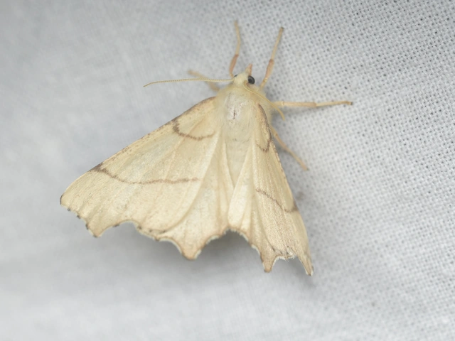 Ennomos erosaria - hársfa-levélaraszoló