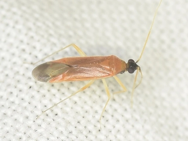 Phylus melanocephalus